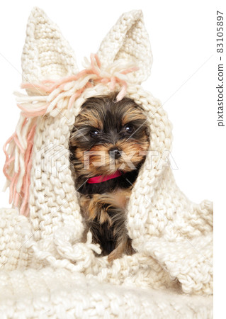 Yorkshire terrier puppy in a scarf Yorkshire terrier puppy in a scarf 83105897