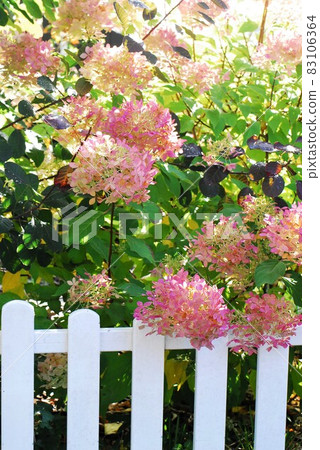 Bush of pink hydrangea with green leaves behind a white fence as a close up 83106364