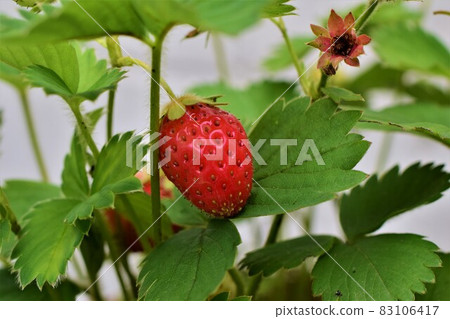 Ripe red strawberry on the stem in the bush 83106417