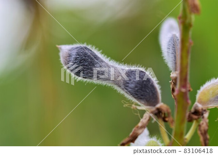 Close up of a black ripe lupine pod against a blurred green background 83106418