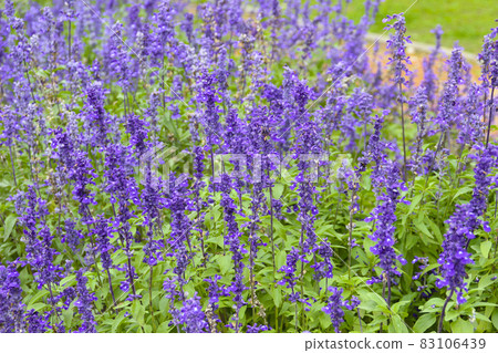Lavender flower garden Lavender flower garden 83106439