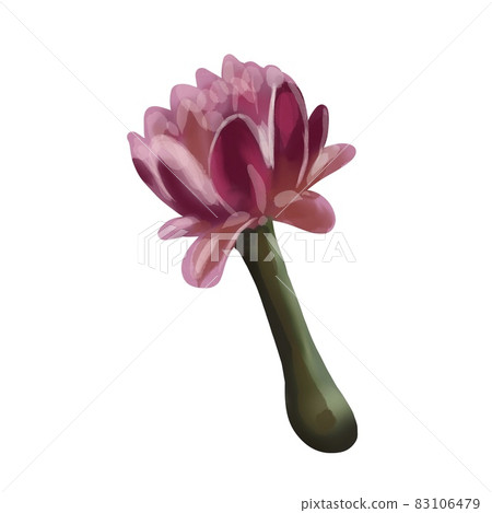 Watercolor set of flowers colors. White and pink isolated on a white background 83106479