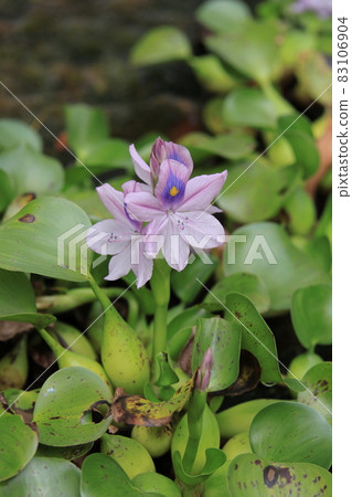 水葫蘆花 水葫蘆花 83106904