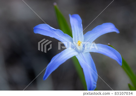 Blue flower scilla luciliae on a flower bed macro. Spring in Finland. 83107034