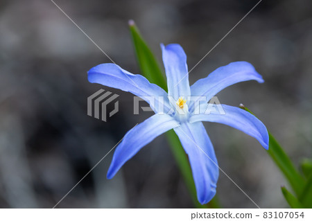 Blue flower scilla luciliae on a flower bed macro. Spring in Finland. Blue flower scilla luciliae on a flower bed macro. Spring in Finland. 83107054