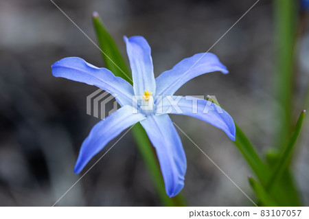 Blue flower scilla luciliae on a flower bed macro. Spring in Finland. Blue flower scilla luciliae on a flower bed macro. Spring in Finland. 83107057