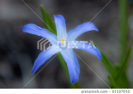 Blue flower scilla luciliae on a flower bed macro. Spring in Finland. Blue flower scilla luciliae on a flower bed macro. Spring in Finland. 83107058