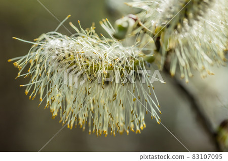 Willow - Salix caprea - buds blossoming in spring, Finland Willow - Salix caprea - buds blossoming in spring, Finland 83107095
