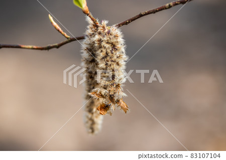 Twigs with fluffy catkins against blurry background in spring, Finland. Willow - Salix caprea. 83107104