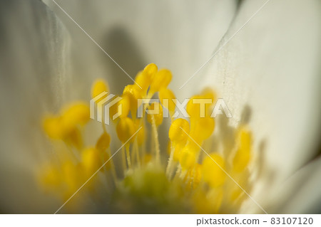 Close-up of white wood anemone and burred background. Spring in Finland. Anemone nemorosa. Close-up of white wood anemone and burred background. Spring in Finland. Anemone nemorosa. 83107120