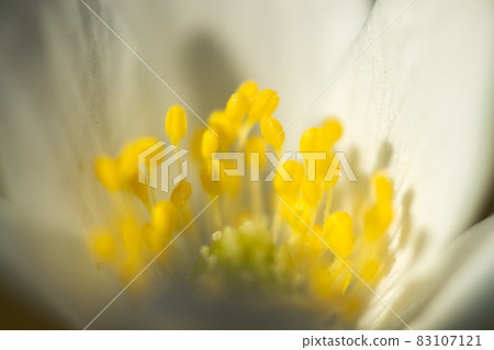 Close-up of white wood anemone and burred background. Spring in Finland. Anemone nemorosa. Close-up of white wood anemone and burred background. Spring in Finland. Anemone nemorosa. 83107121