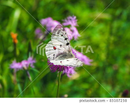 Beautiful Apollo Butterfly - Parnassius apollo, rests on a flower on a green grass background. Copy space. 83107238
