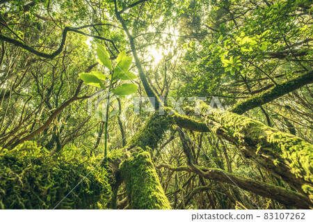 Overgrown trees in dense, misty forest nature 83107262