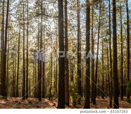 Summer day in forest landscape, trees with sunshine backlight Summer day in forest landscape, trees with sunshine backlight 83107263