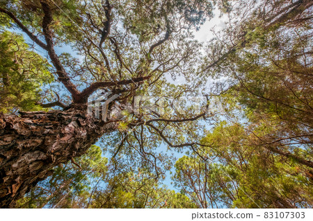 trees in forest nature and blue sky - trees in forest nature and blue sky - 83107303
