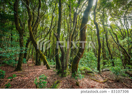 Inside forest, laurel tree landscape,  Anaga Jungle 83107306