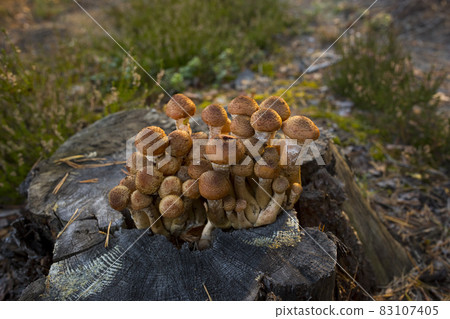 Autumn mushrooms. Picking mushrooms in the wild forest. Honey mushrooms on a stump in the forest. . A family of honey agarics. Close-up horizontal photography. Autumn mushrooms. Picking mushrooms in the wild forest. Honey mushrooms on a stump in the forest. . A family of honey agarics. Close-up horizontal photography. 83107405