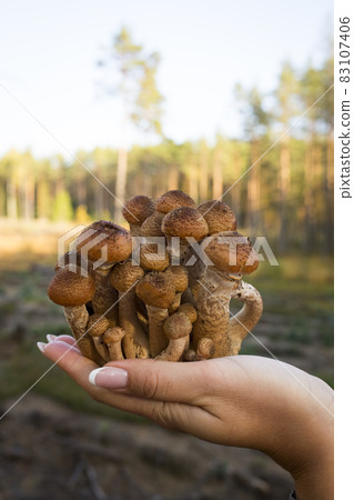 Autumn mushrooms. Picking mushrooms in the wild forest. Honey mushrooms In the hand of a mushroom picker. A family of honey agarics. Close-up vertical photography. Autumn mushrooms. Picking mushrooms in the wild forest. Honey mushrooms In the hand of a mushroom picker. A family of honey agarics. Close-up vertical photography. 83107406