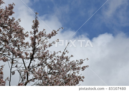 櫻花在白雲藍天的清新風景中盛開 櫻花在白雲藍天的清新風景中盛開 83107480
