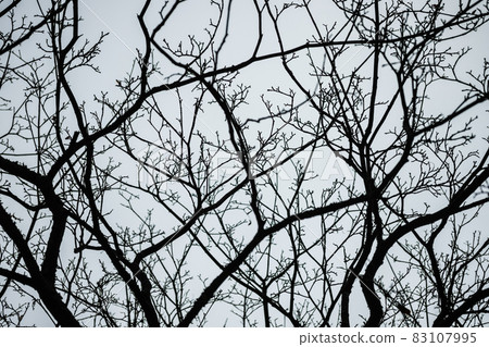 Tree branches silhouette on an autumn sky background Tree branches silhouette on an autumn sky background 83107995