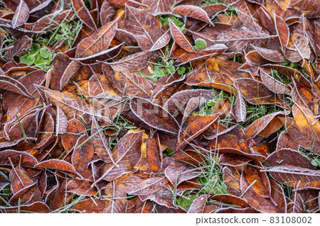 Frozen cherry leaves on the grass covered with frost Frozen cherry leaves on the grass covered with frost 83108002
