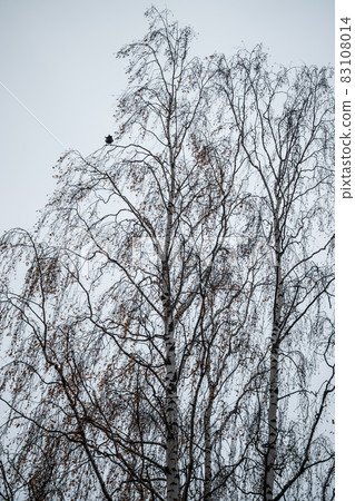 Birch tree silhouette on an autumn sky background 83108014