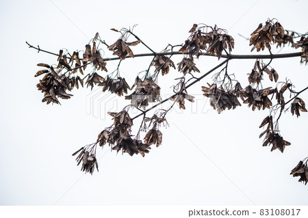 Autumn. Ripe seeds on a maple tree branch. Autumn. Ripe seeds on a maple tree branch. 83108017