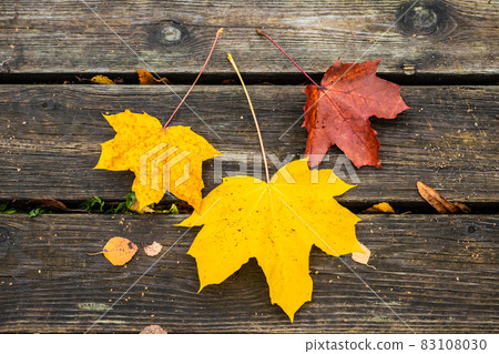Beautiful autumn background with three maple leaves on old wooden board. 83108030