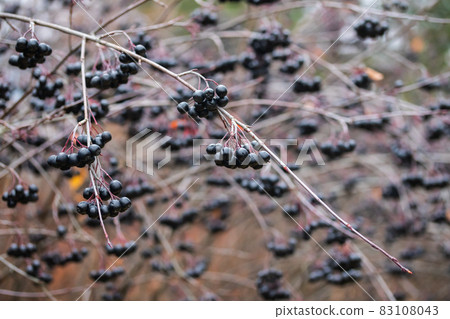 Branch with berries of chokeberry in late autumn. Branch with berries of chokeberry in late autumn. 83108043