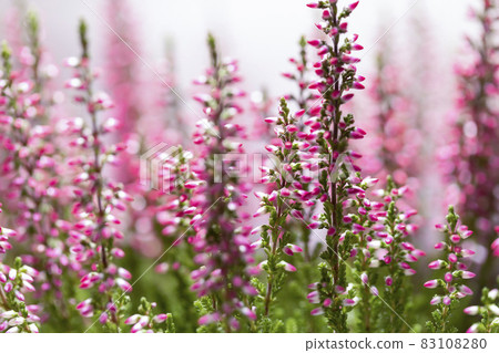 Close-up of a purple heather. Close-up of a purple heather. 83108280