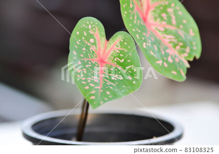 Caladium, Caladium Bicolor Vent or Caladium bicolor Caladium, Caladium Bicolor Vent or Caladium bicolor 83108325