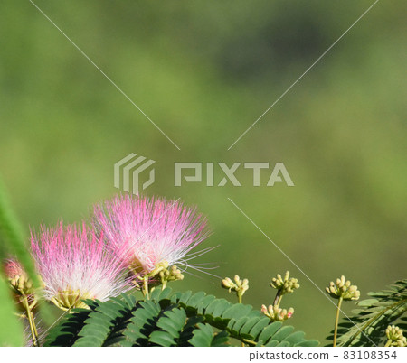 粉紅色的花，在信越大橋盛開的合歡花 83108354