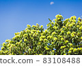 Chestnut tree crown full of raw spicky nuts against blue sky 83108488