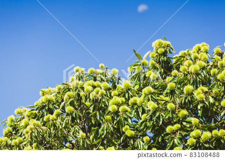 Chestnut tree crown full of raw spicky nuts against blue sky 83108488