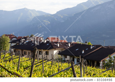 Trentino landscape with fresh spring vineyards and rural houses with Alps on background. 83108498