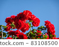 Red roses in garden in sanny day against blue sky 83108500