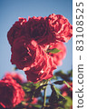 Red roses in faded vintage retro teno 83108525