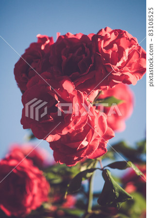 Red roses in faded vintage retro teno 83108525