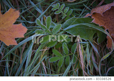 Top view, close-up. Green grass with yellow autumn leaves. Autumn background, texture. The grass is covered with hoarfrost 83108526