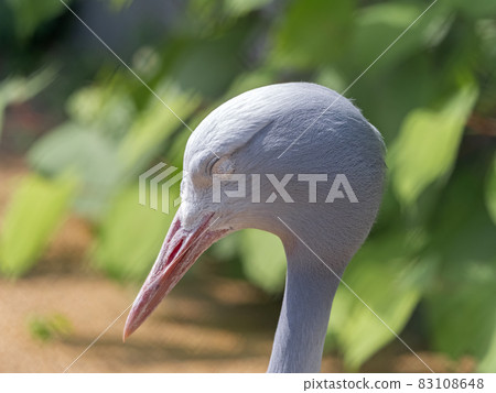 Blue Crane Stanley heavenly belladonna in the Moscow Zoo Blue Crane Stanley heavenly belladonna in the Moscow Zoo 83108648