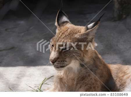 Lynx looks with predatory eyes from the shelter 83108649