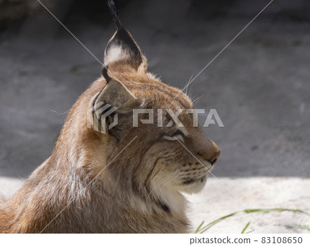 Lynx looks with predatory eyes from the shelter 83108650