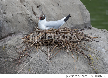 Two seagulls are sitting on a stone in the sea Two seagulls are sitting on a stone in the sea 83108652