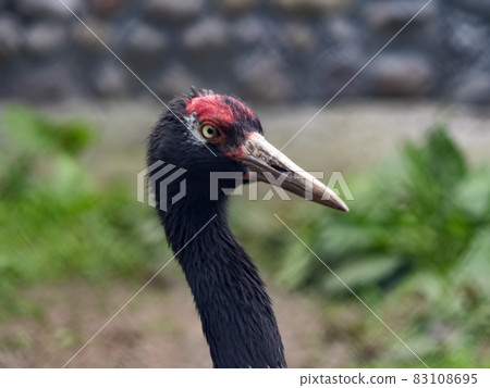 The red-crowned crane Close up portrait Grus japonensis also called the Japanese crane The red-crowned crane Close up portrait Grus japonensis also called the Japanese crane 83108695