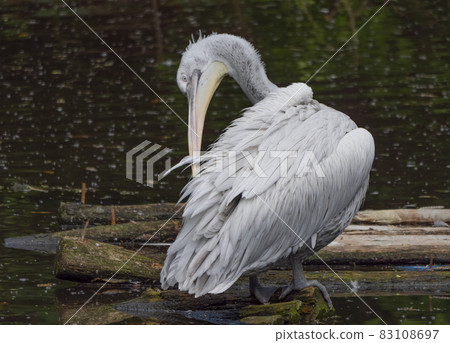 White Pelican (Pelecanus onocrotalus) also known as the Eastern White Pelican White Pelican (Pelecanus onocrotalus) also known as the Eastern White Pelican 83108697