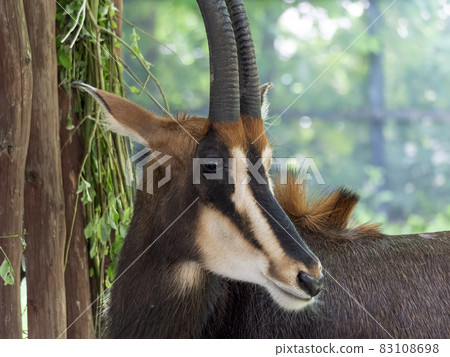 Sable antelopes a looking right at you Sable antelopes a looking right at you 83108698
