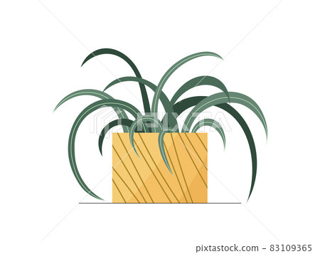 Flat Spider plant in a pot illustration. Vector Spider plant isolated color icon on white background. Minimal floral flat illustration of elegant green Chlorophytum leaves for trendy modern design. 83109365