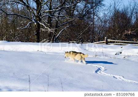 Siberian Husky sled dog, cute and obedient pets. 83109766