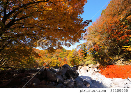 Cheonya Valley, Maple Leaves, Autumn, Valley, Valley, Hallasan, 83109966