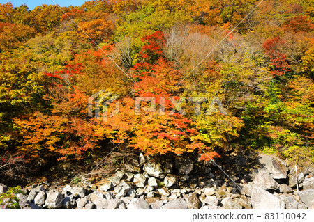 Cheonya Valley, Maple Leaves, Autumn, Valley, Valley, Hallasan, Cheonya Valley, Maple Leaves, Autumn, Valley, Valley, Hallasan, 83110042